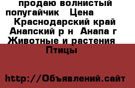 продаю волнистый попугайчик › Цена ­ 1 000 - Краснодарский край, Анапский р-н, Анапа г. Животные и растения » Птицы   